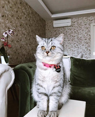 Minnie TF TagsForever