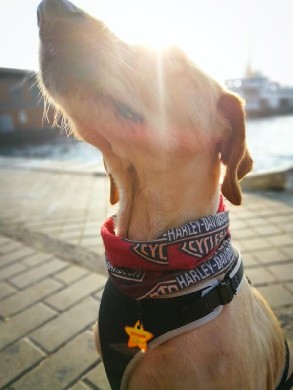 Sarı Yıldız TF TagsForever