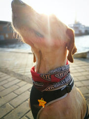 Sarı Yıldız TF TagsForever